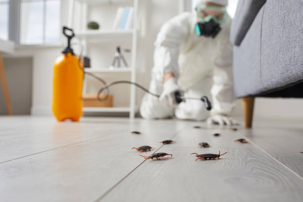 Commercial Kitchen Cockroach Control in Goldenrod